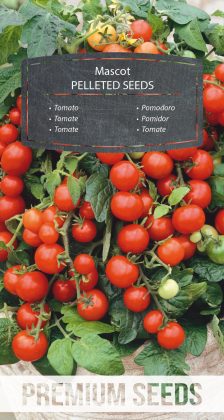 Tomato Mascot - PELLETED SEEDS