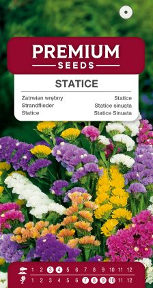 Statice Mixed – seeds