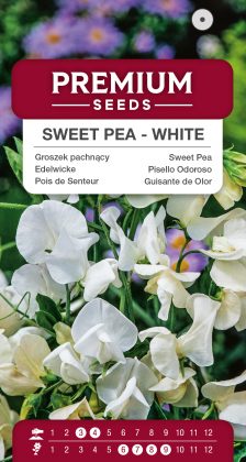 Sweet Pea – white – seeds
