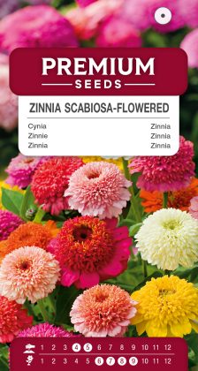 Scabiosa-flowered Zinnia – a selection of varieties – seeds