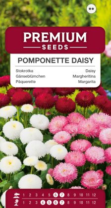 Pomponette Daisy – a selection of varieties – seeds