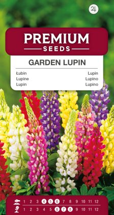Garden Lupin – a selection of varieties – seeds