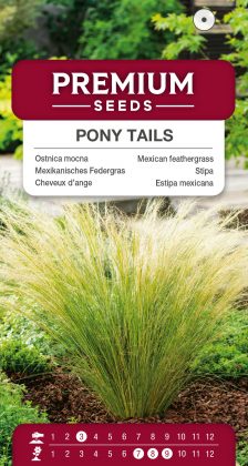 Mexican feathergrass Pony Tails – seeds