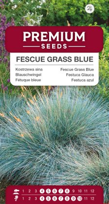 Fescue Grass Blue – seeds