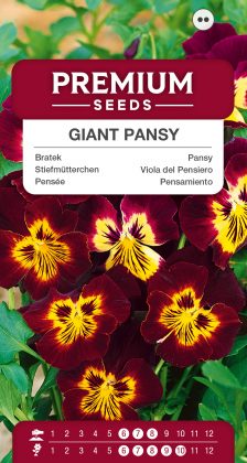 Giant Pansy – seeds