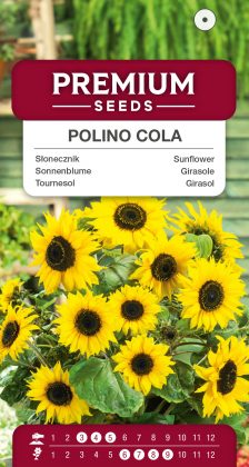 Sunflower Polino Cola – seeds