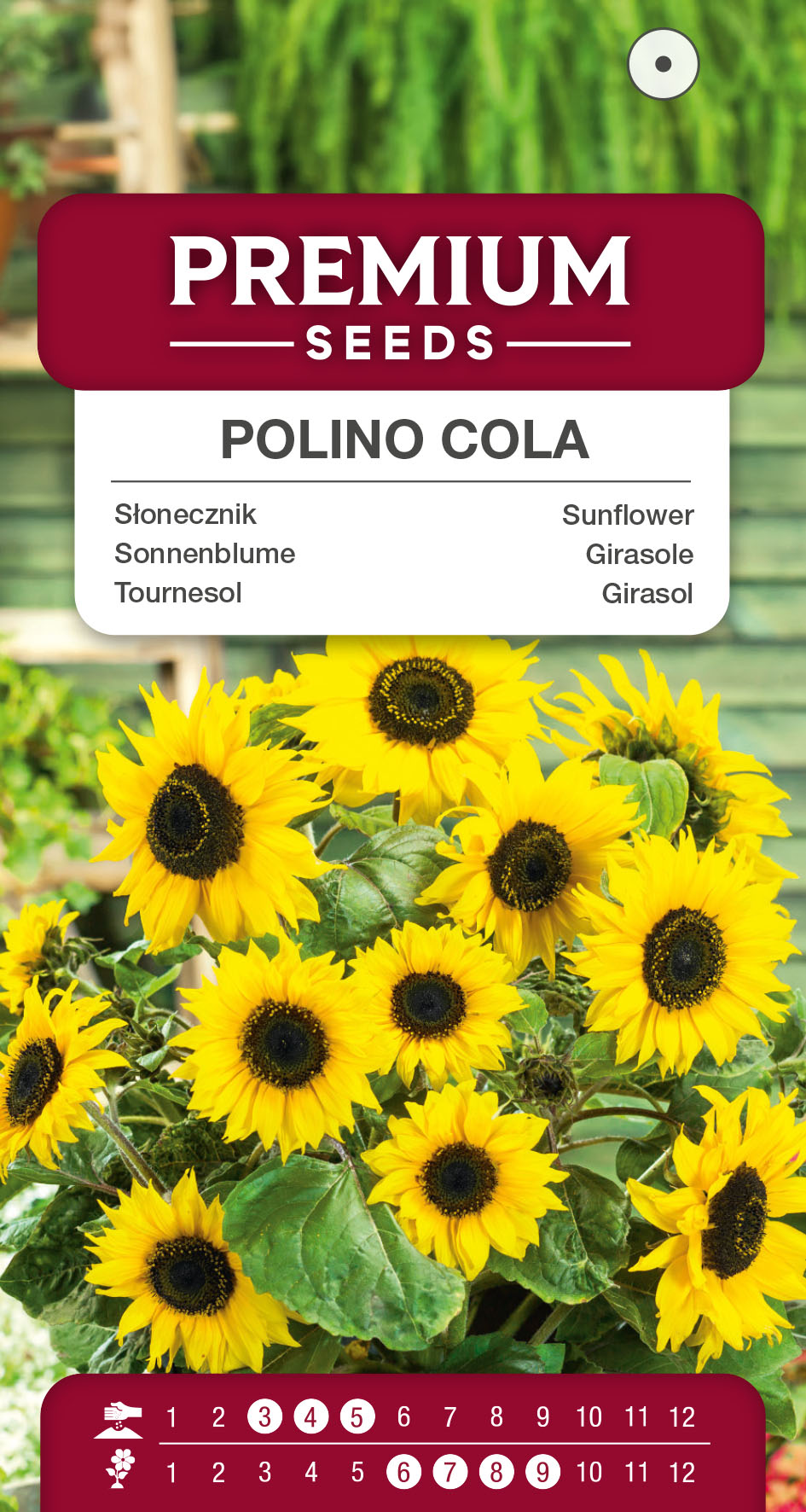 SWIA-WO-BL-12178_VS Sunflower Polino Cola – seeds