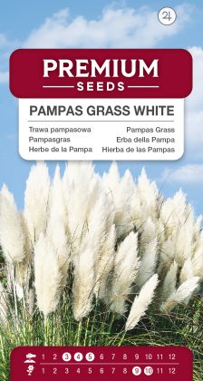 Pampas Grass White – seeds