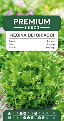 Lettuce Regina Dei Ghiacci Iceberg – seeds