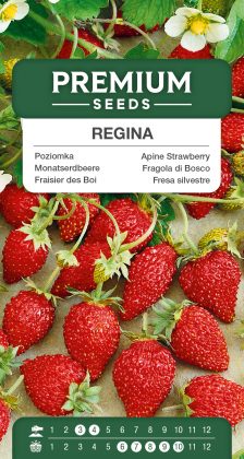 Alpine Strawberry – Regina – seeds