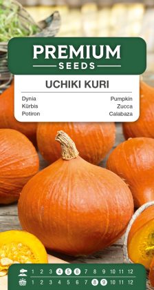 Pumpkin Uchiki Kuri - seeds