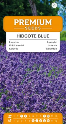 Lavender Hidcote Blue – seeds