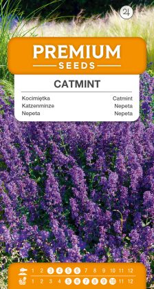 Catmint – seeds