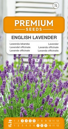 English Lavender – seeds