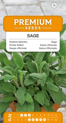 Sage – seeds