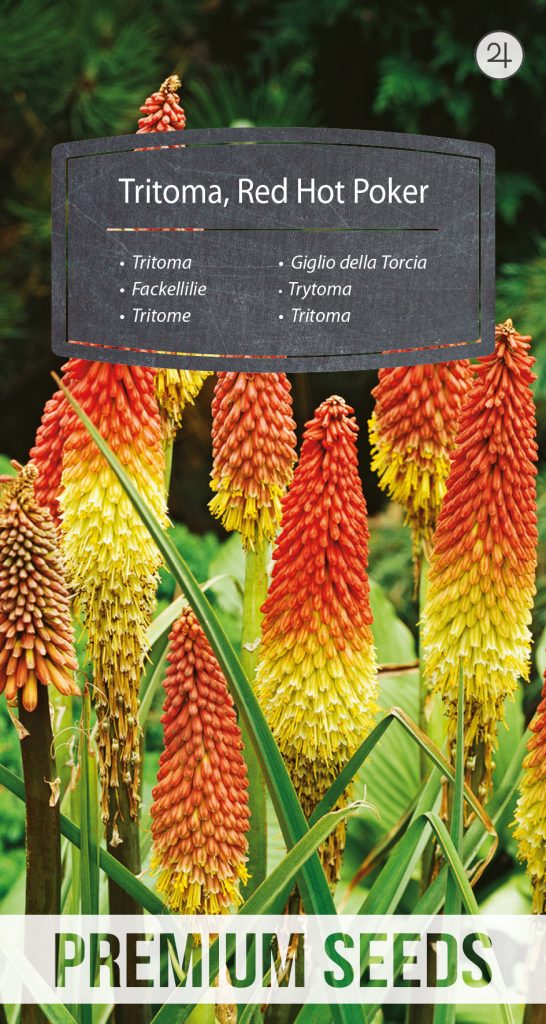 Beautiful Red Hot Poker Seeds Scene in HD Beautiful Red Hot Poker Seeds Scene in HD