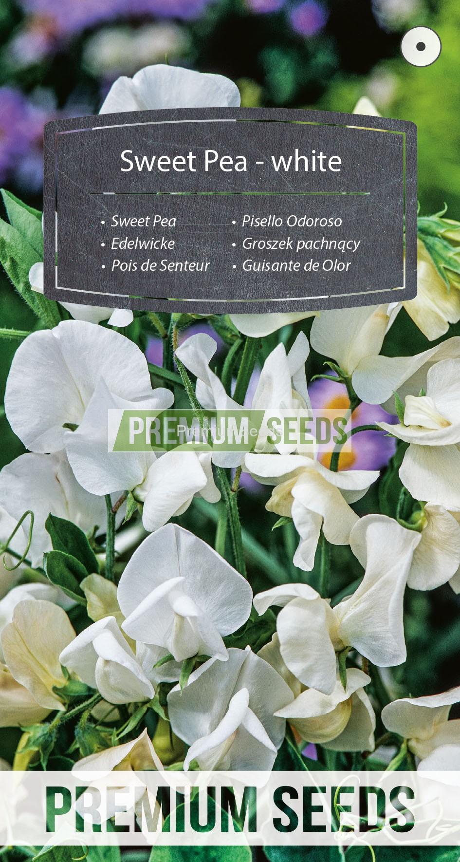 WORLD 13014153PA_RGB_VS Sweet Pea - white - seeds