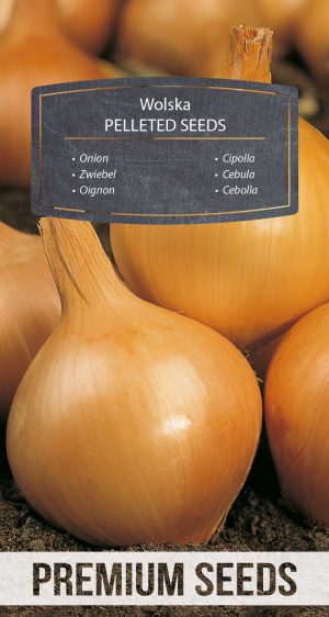 Onion Wolska - PELLETED SEEDS
