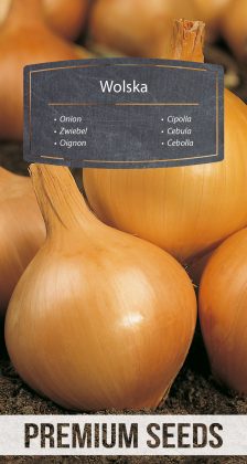 Onion Wolska - seeds