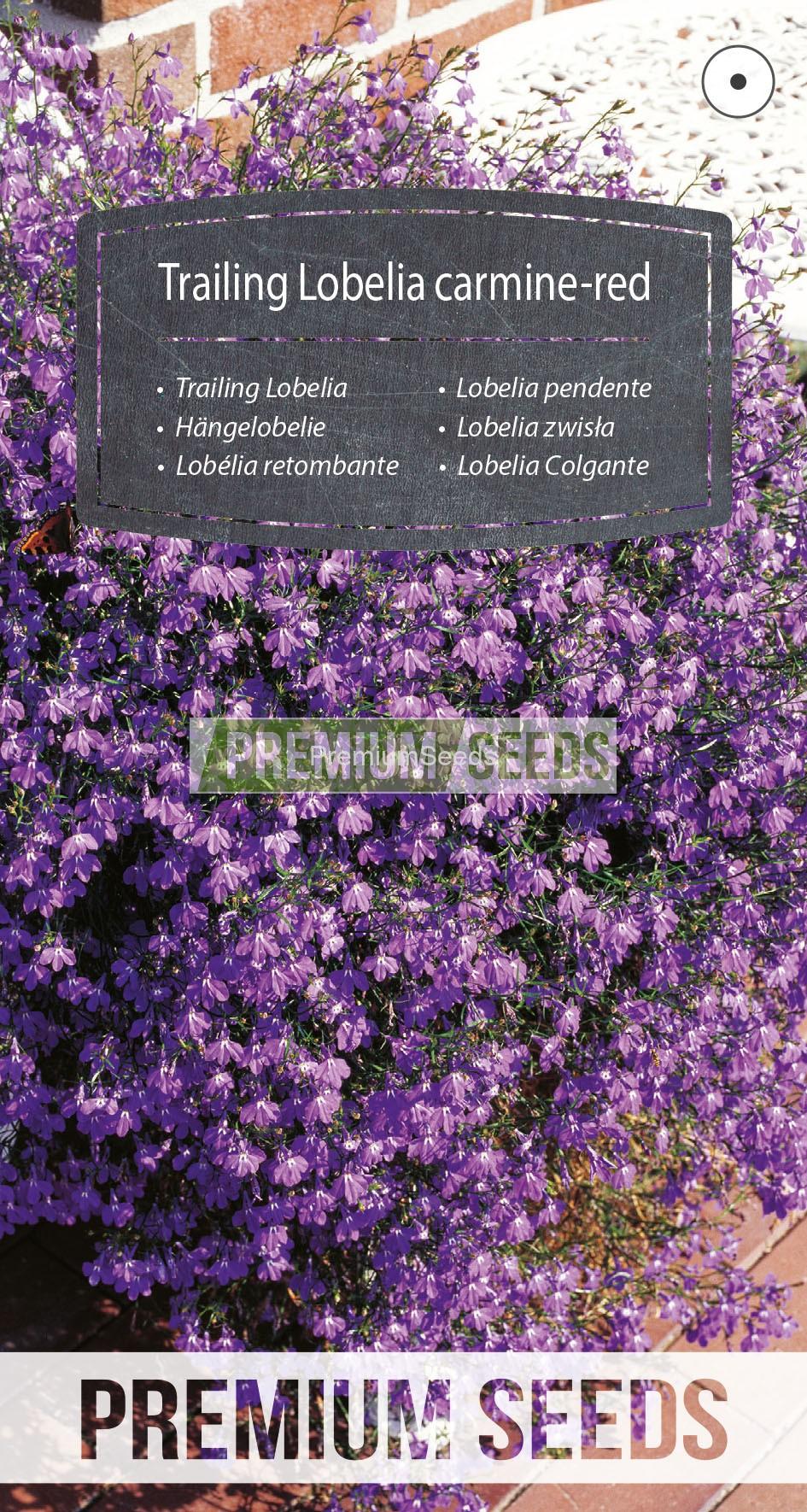WORLD 14102172PA_RGB_VS nasiona Lobelii zwisłej karminowoczerwonej