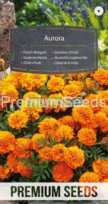 French Marigold - Aurora - seeds