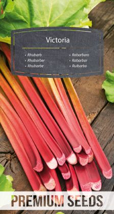 Rhubarb Victoria - seeds