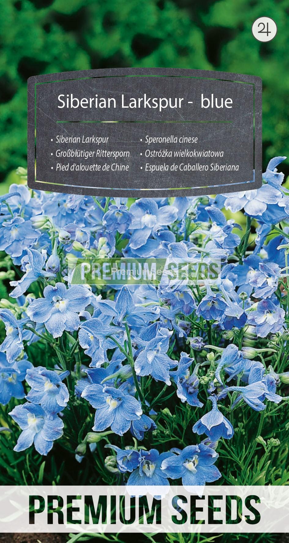 WORLD 16000720PA_RGB_VS Siberian Larkspur - blue - seeds