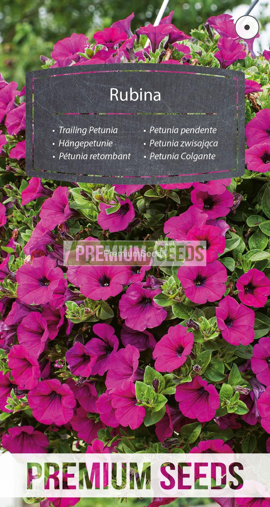 WORLD 16004528PA_RGB_VS Trailing Petunia Rubina - seeds