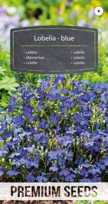 Lobelia blue - seeds