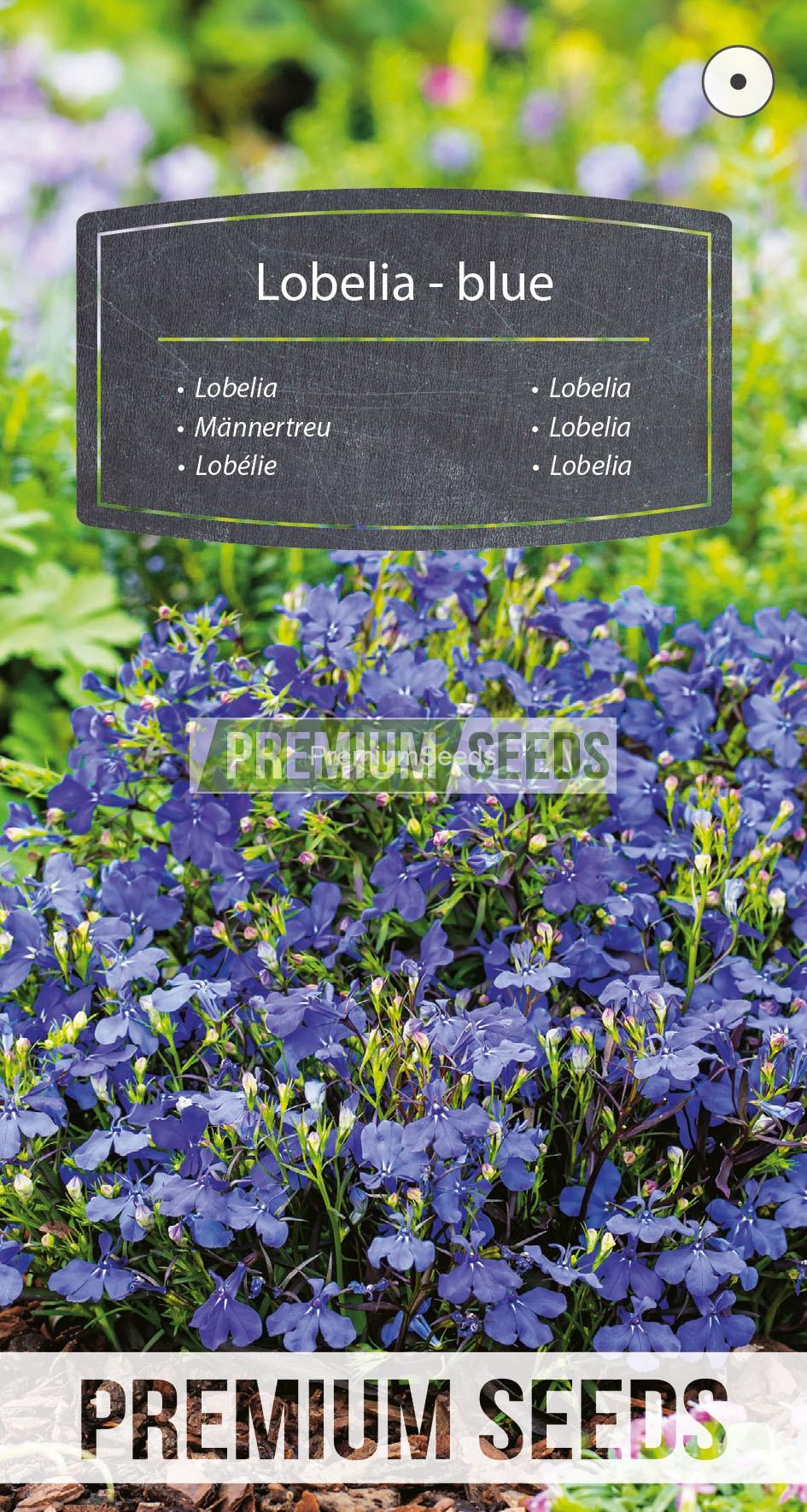 WORLD 60002451PA_RGB_VS Lobelia blue - seeds