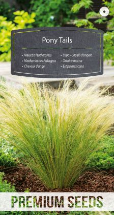 Mexican feathergrass Pony Tails - seeds