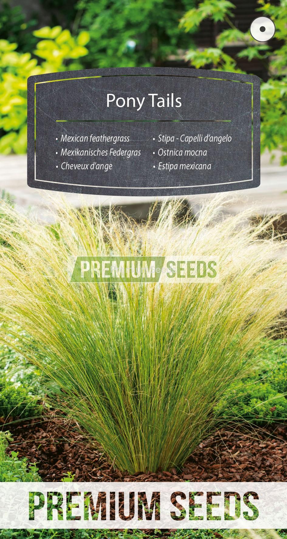 WORLD 60007831PA_RGB_VS Mexican feathergrass Pony Tails - seeds
