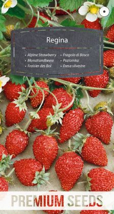 Alpine Strawberry - Regina - seeds