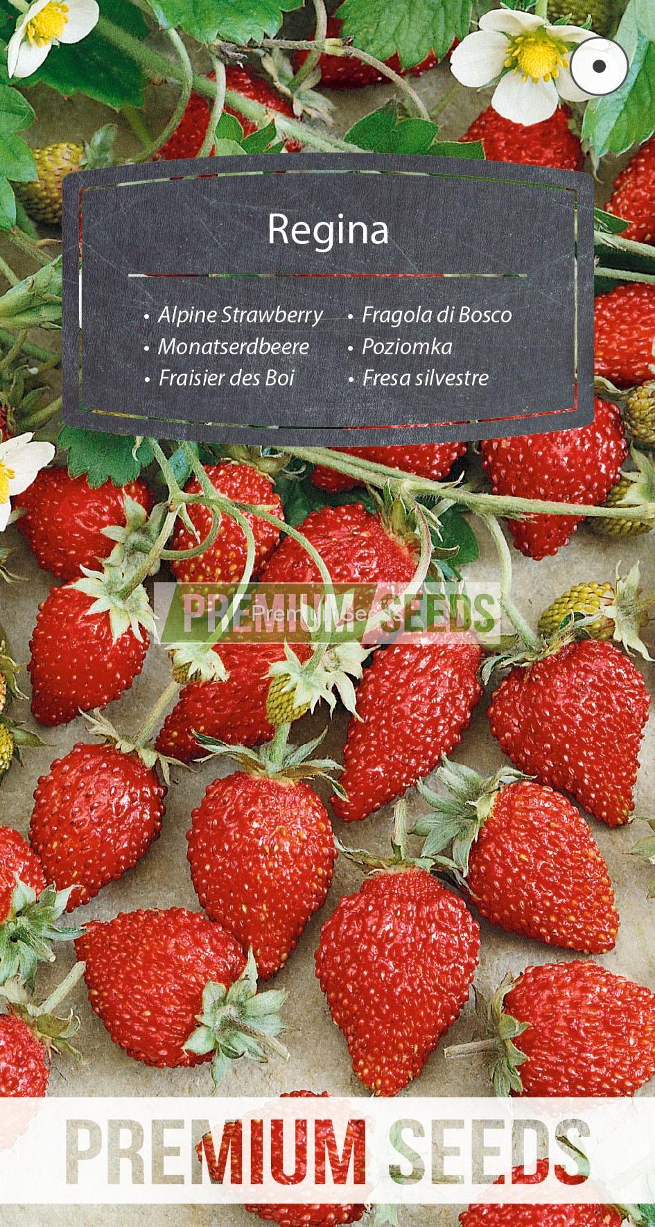 WORLD N 070 0428_RGB_VS Alpine Strawberry - Regina - seeds