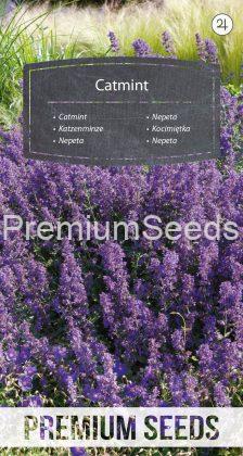 Catmint - seeds