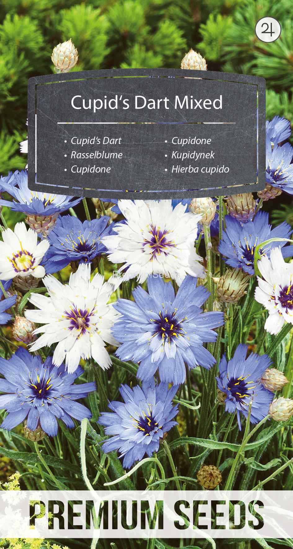 WORLD N 093 4905_VS Cupid's Dart - seeds