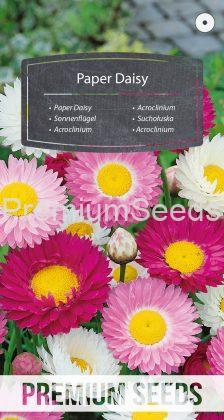 Paper Daisy - seeds