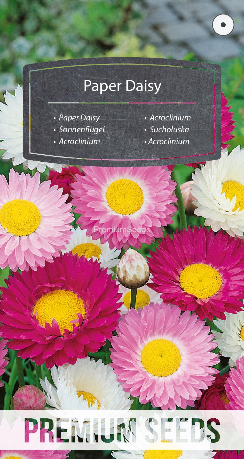 WORLD N 150 1367.indd Paper Daisy - seeds