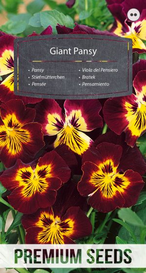 Giant Pansy - seeds
