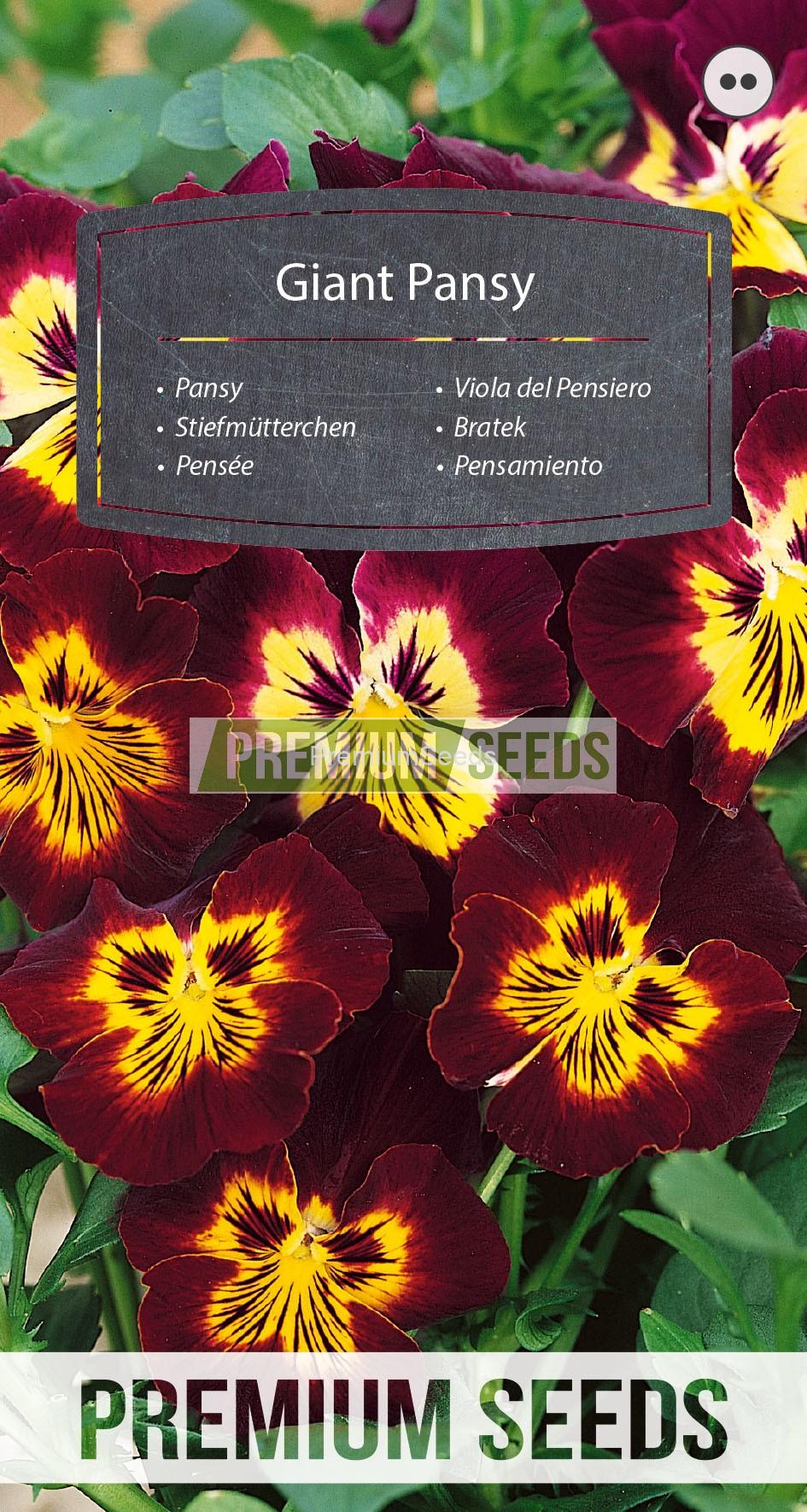WORLD N 150 3766_RGB_VS Giant Pansy - seeds