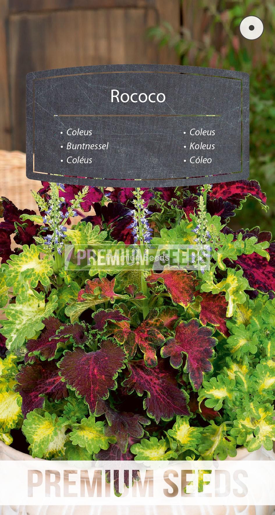 WORLD N 150 8887_RGB_VS Coleus Rococo - seeds