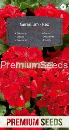 nasiona Pelargonii czerwonej