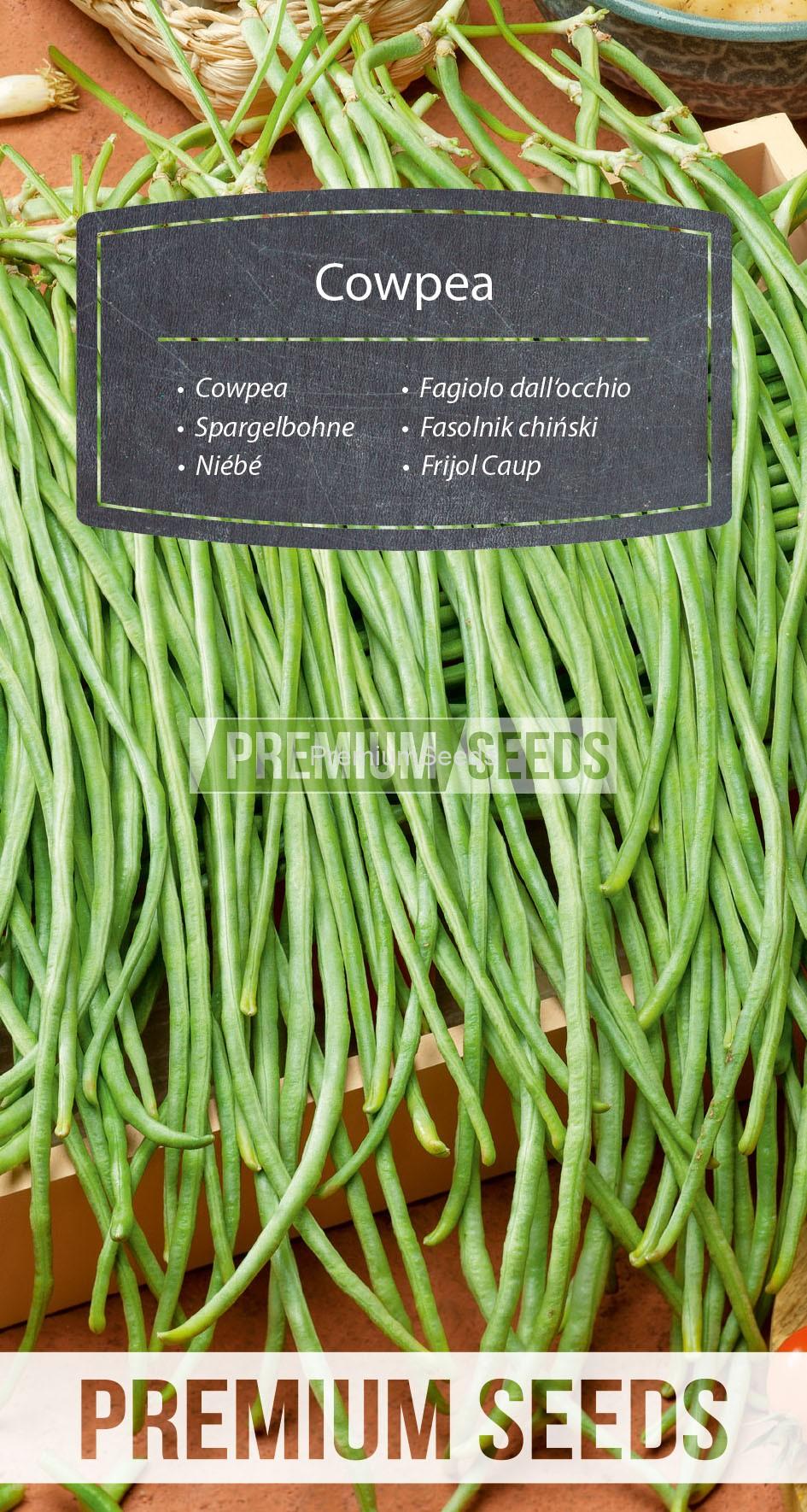 WORLD N 160 0622_RGB_VS Cowpea - seeds