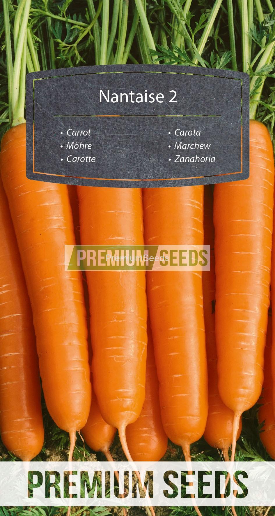 WORLD N 170 1344_RGB_VS Carrot Nantaise 2 - seeds