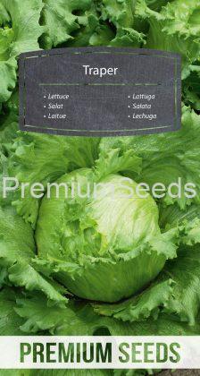Lettuce Traper - seeds