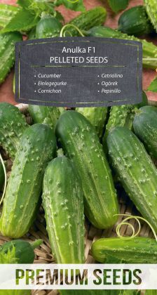 Cucumber Anulka F1 - PELLETED SEEDS