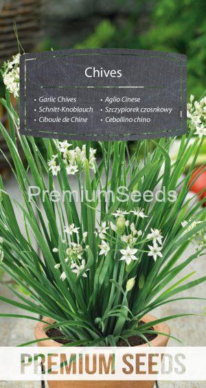 Garlic Chives - seeds