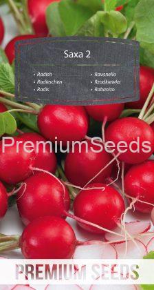 Radish Saxa 2 - seeds