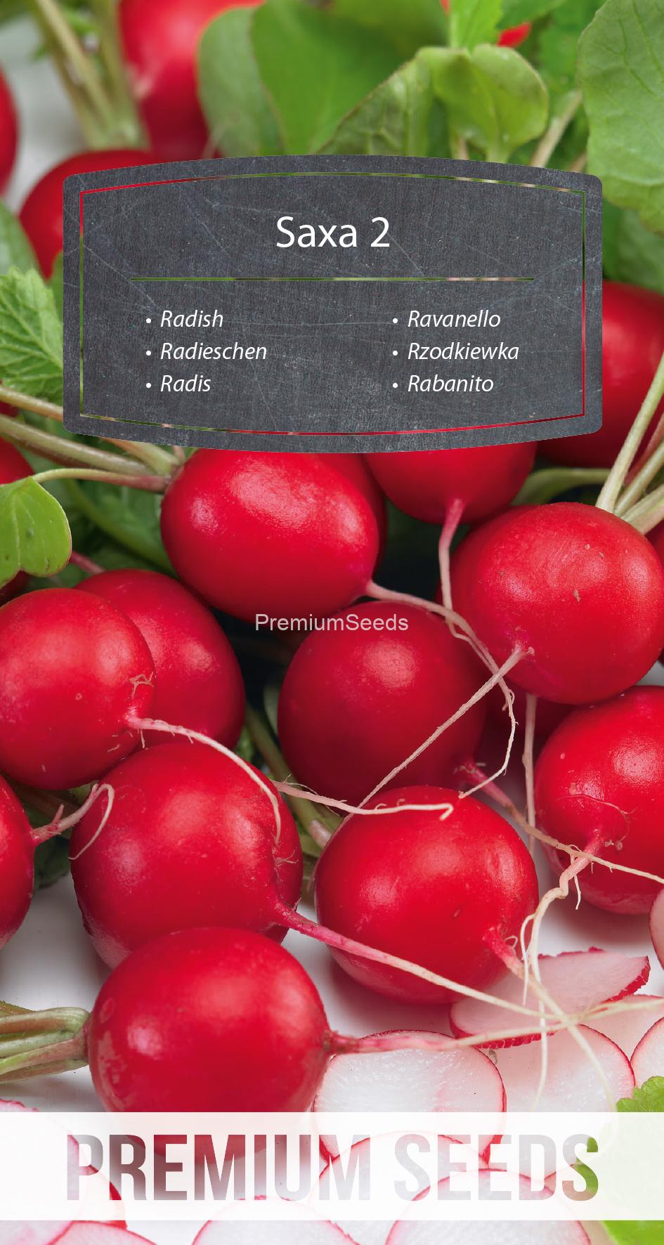 WORLD N 170 4064.indd Radish Saxa 2 - seeds