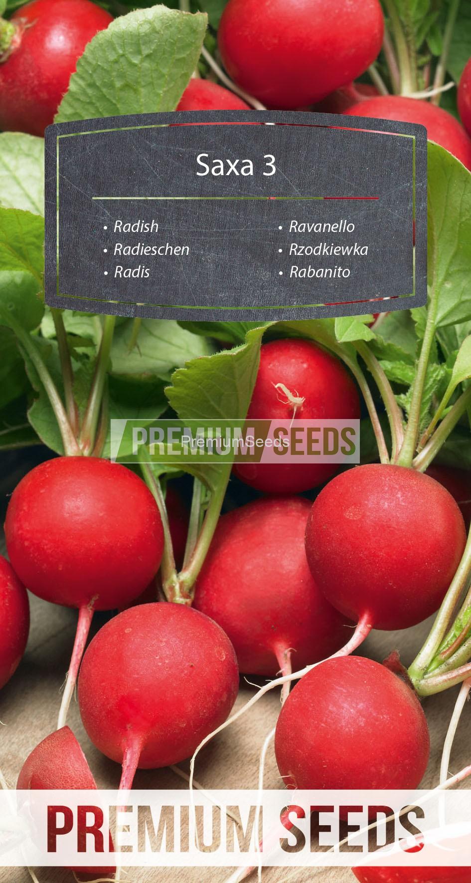 WORLD N 170 4081_RGB_VS Radish Saxa 3 - seeds